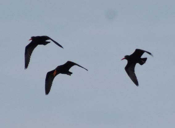 Black Oystercatcher - ML641637101
