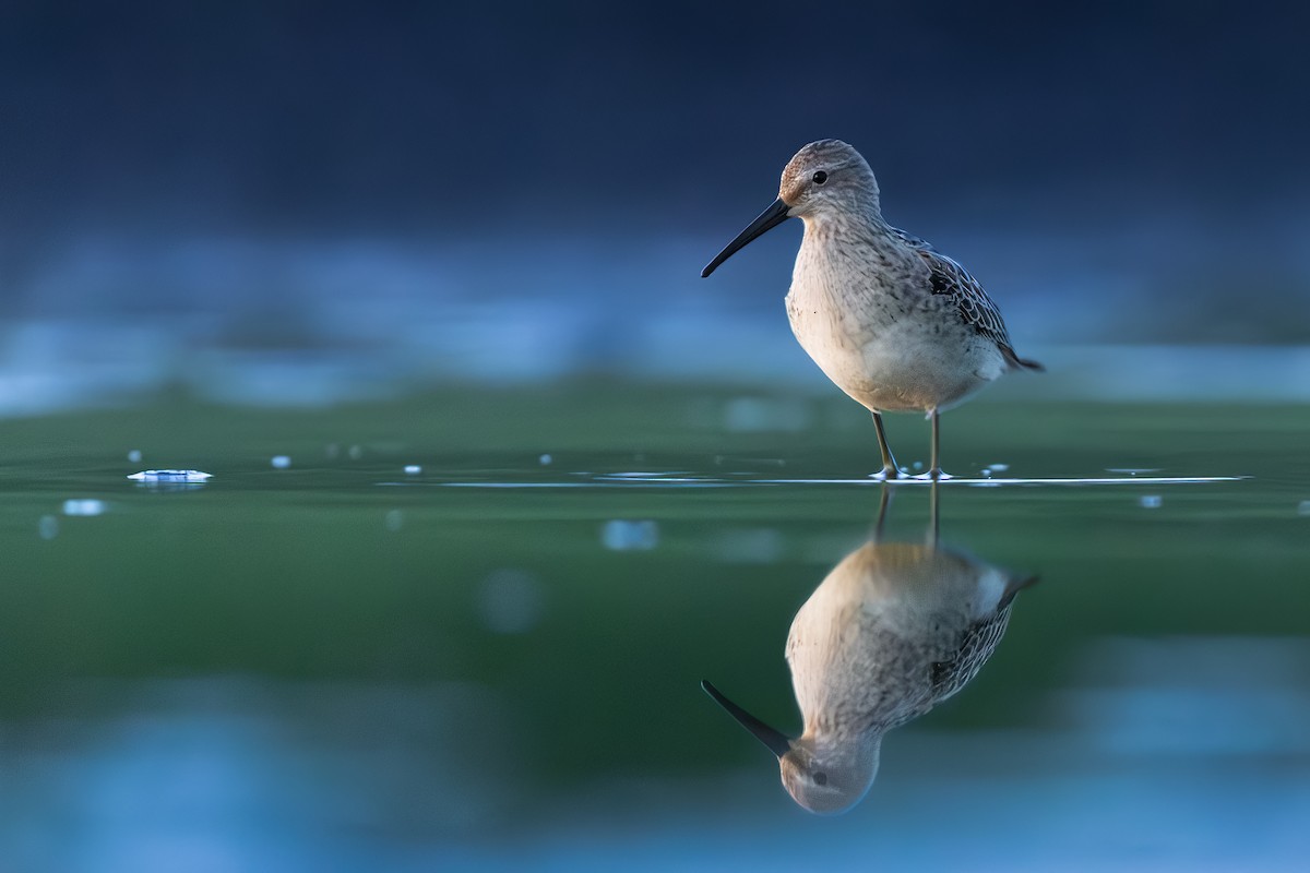 Stilt Sandpiper - ML641637141