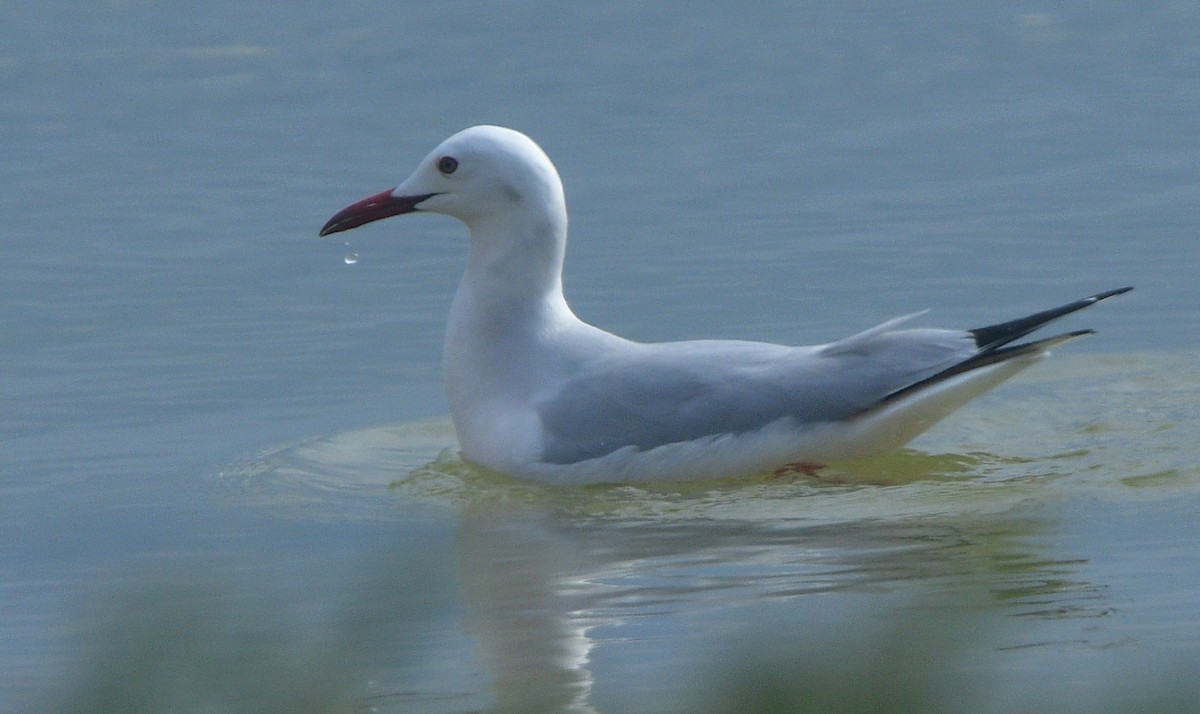 Slender-billed Gull - ML641637156