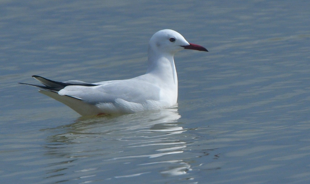 Slender-billed Gull - ML641637157