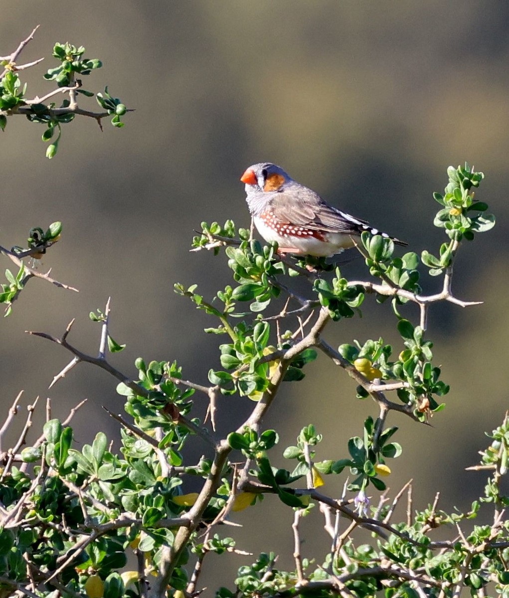 Zebra Finch - ML641637197