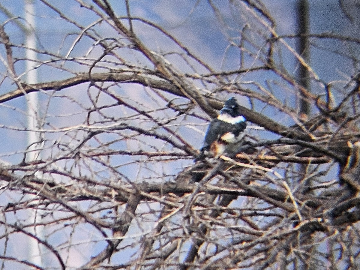Belted Kingfisher - ML641637206