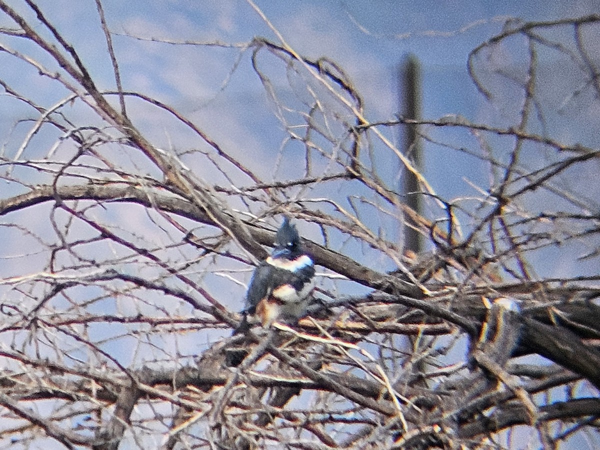 Belted Kingfisher - ML641637207