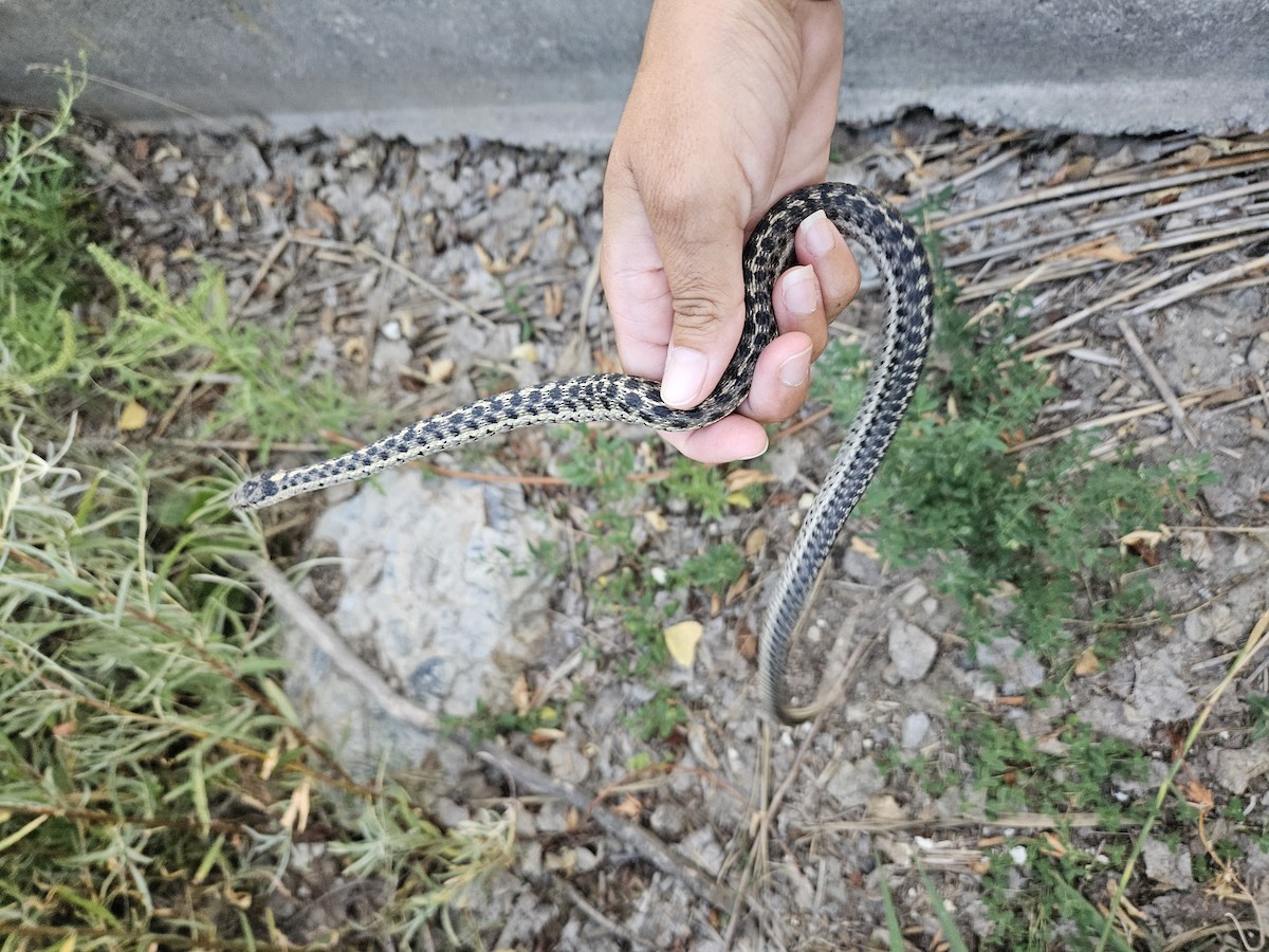 Animals - ML641637230