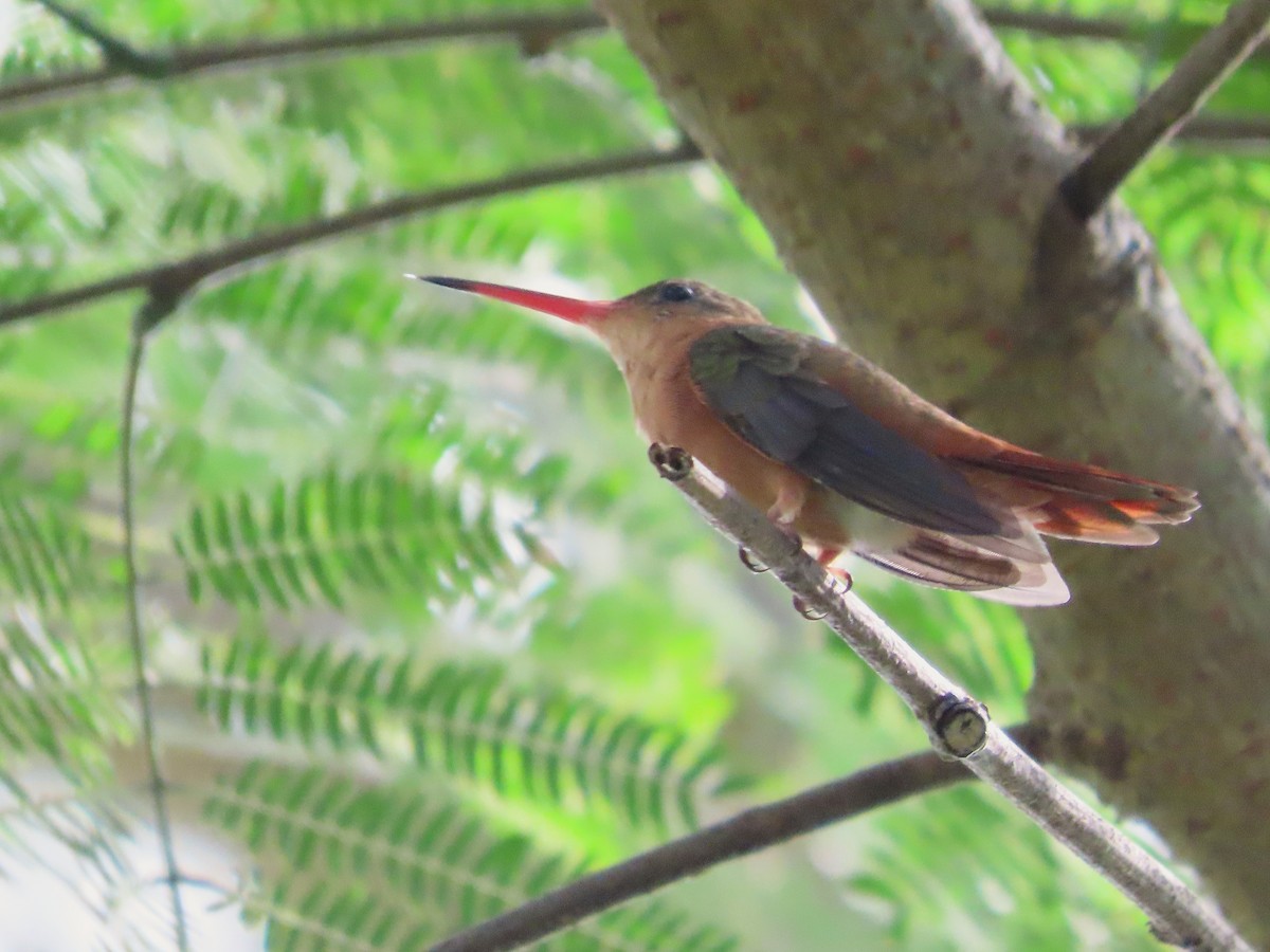 Cinnamon Hummingbird - ML641637234