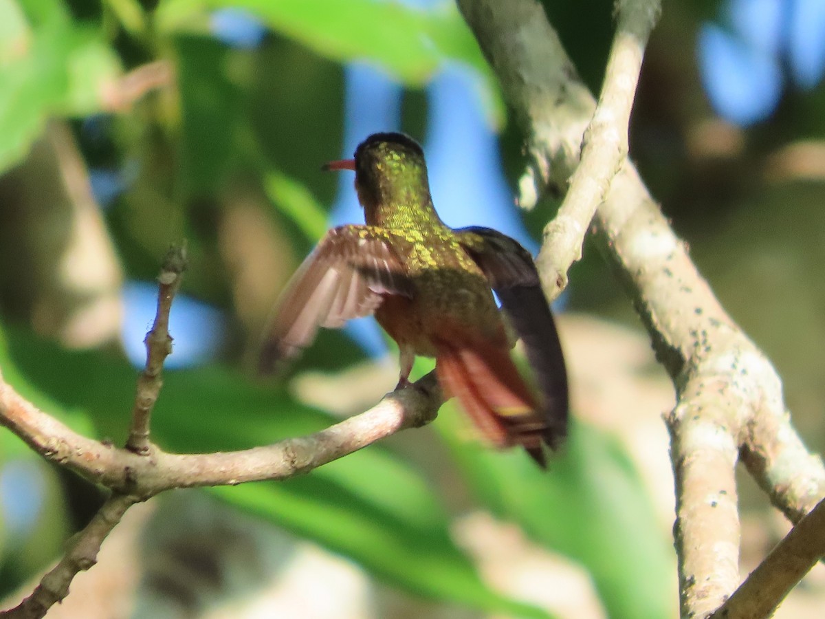 Cinnamon Hummingbird - ML641637235