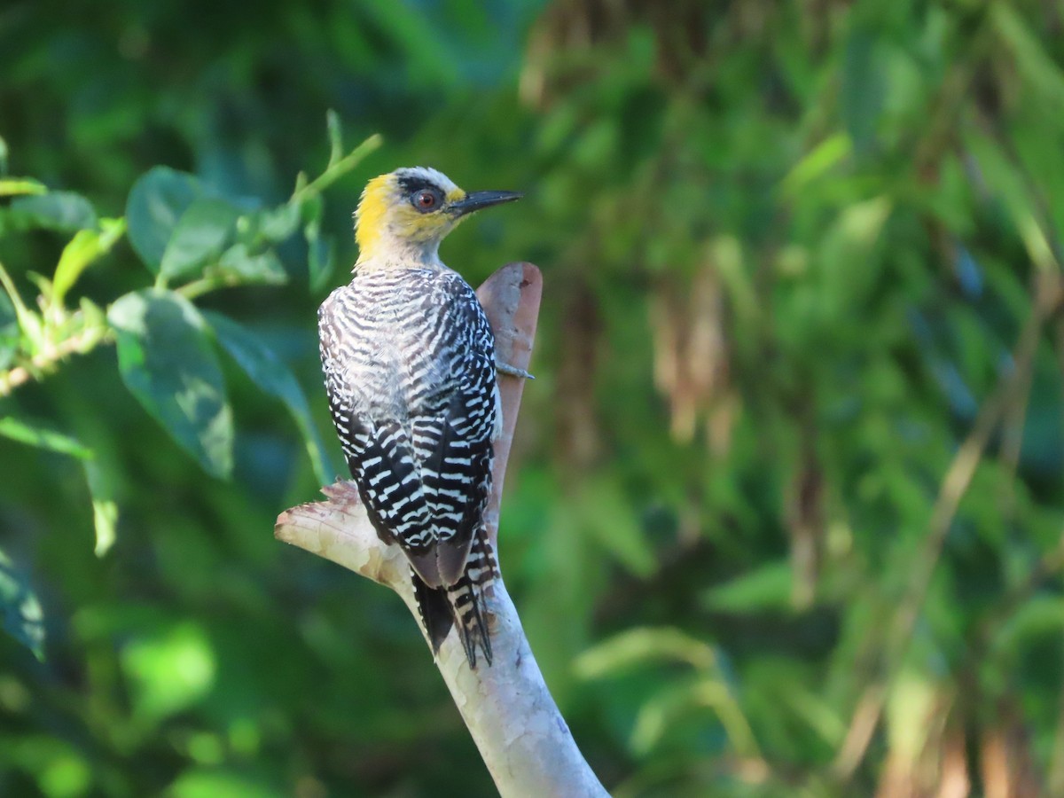 Golden-cheeked Woodpecker - ML641637236