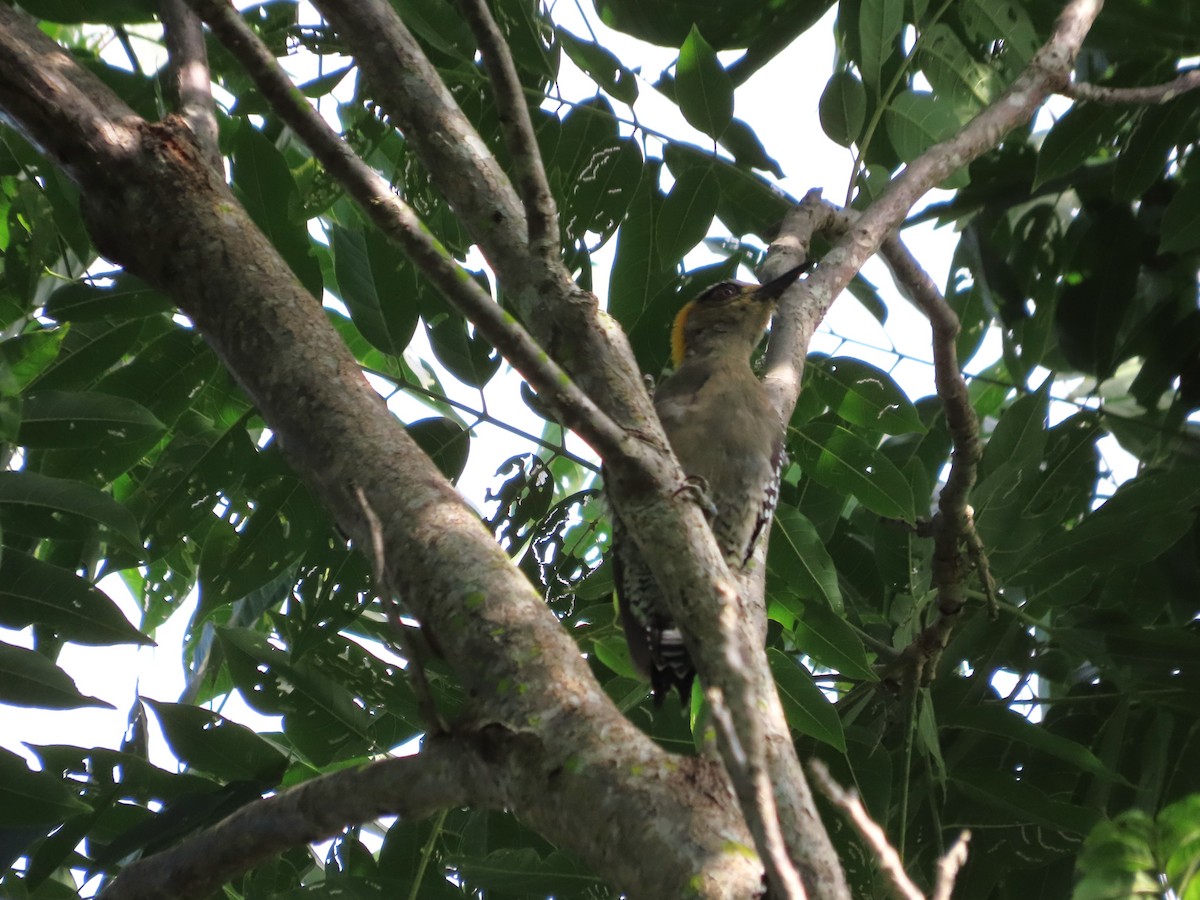 Golden-cheeked Woodpecker - ML641637239