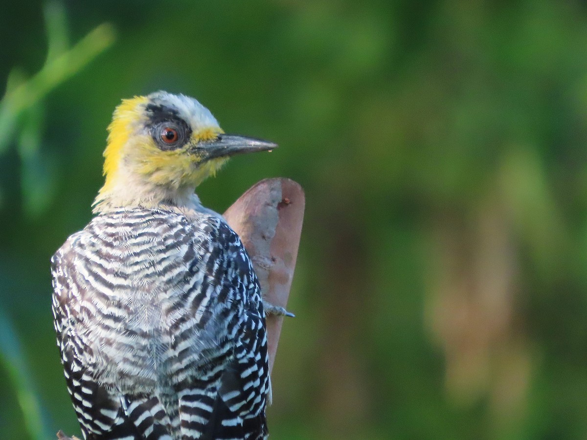 Golden-cheeked Woodpecker - ML641637240