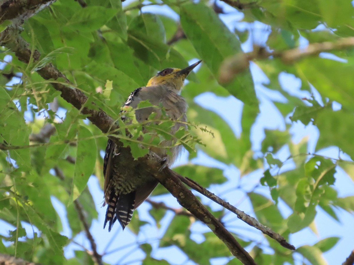Golden-cheeked Woodpecker - ML641637242