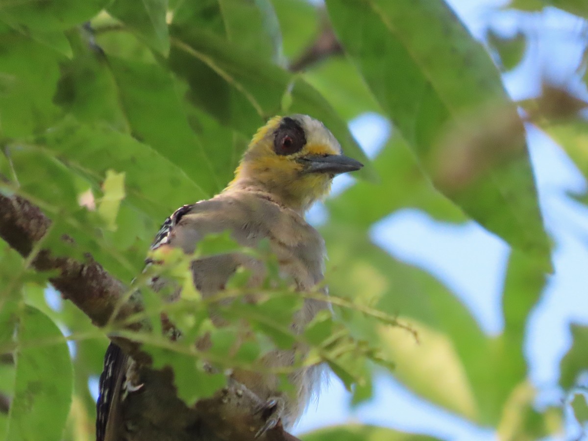Golden-cheeked Woodpecker - ML641637243