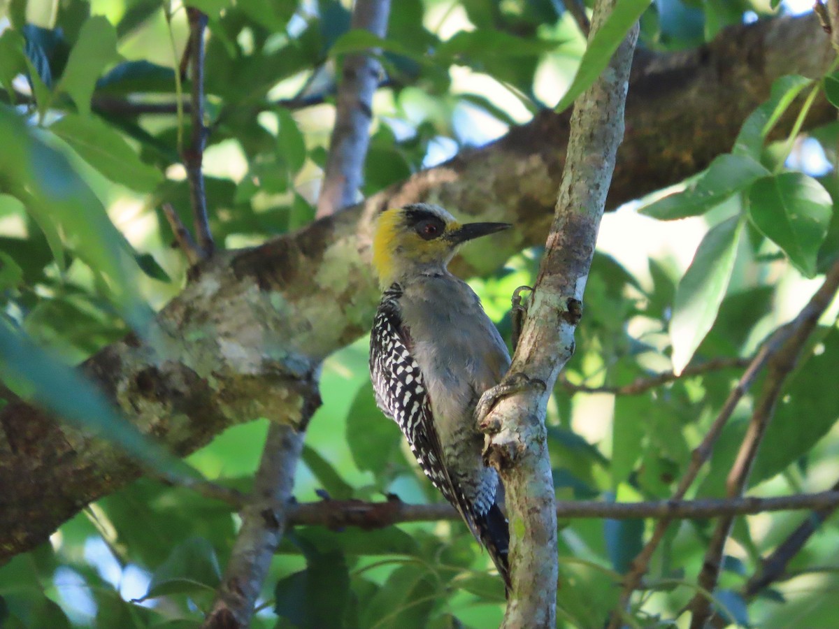 Golden-cheeked Woodpecker - ML641637247