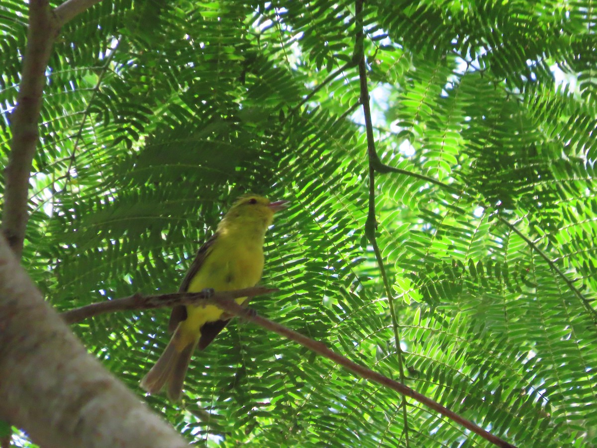 Golden Vireo - ML641637253