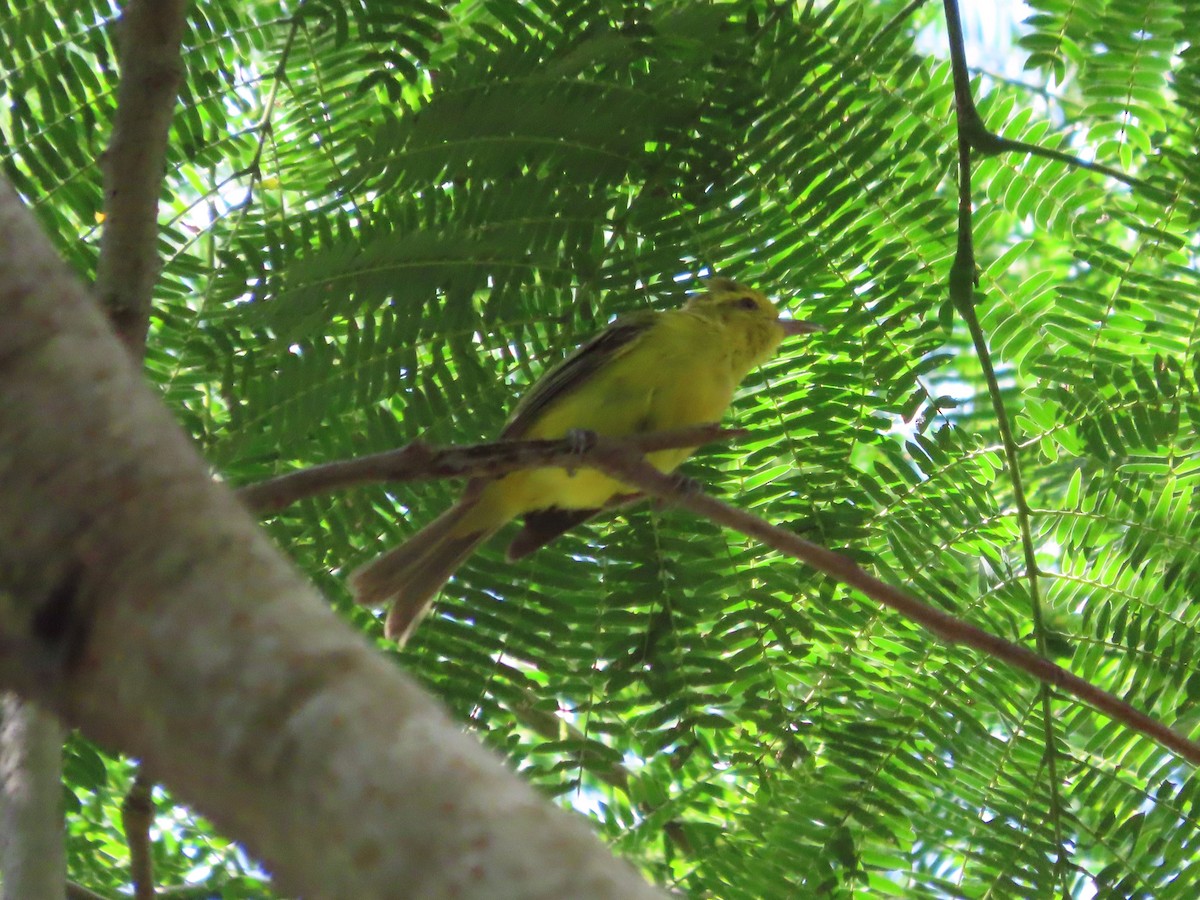 Golden Vireo - ML641637254