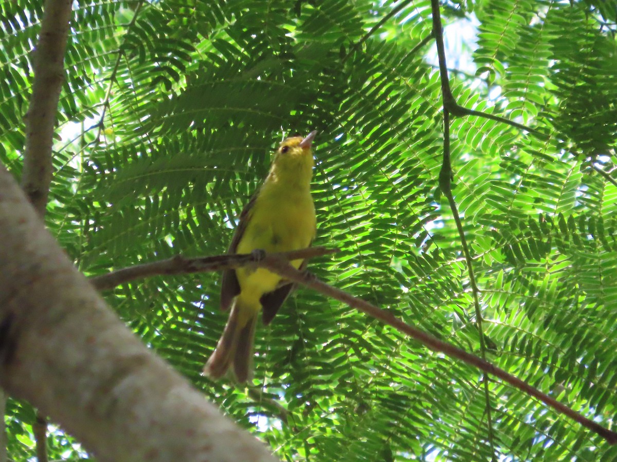 Golden Vireo - ML641637257