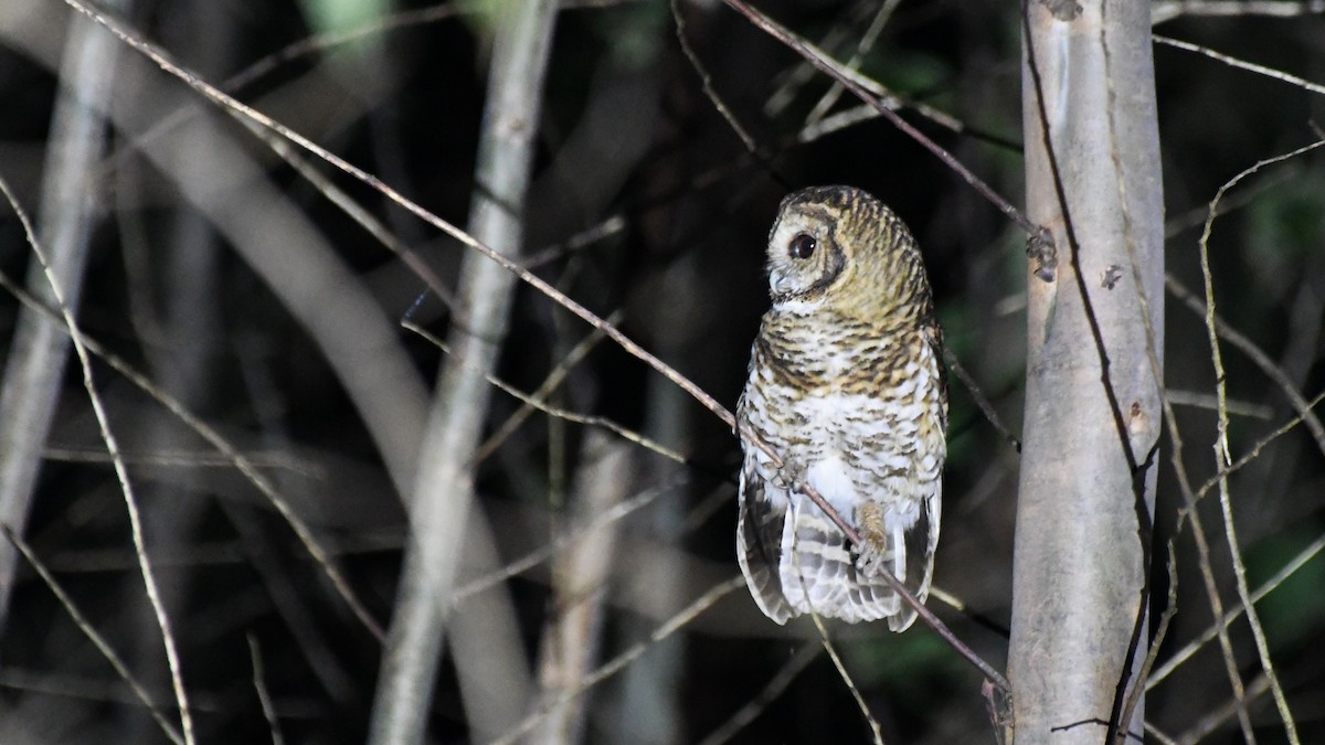 Rusty-barred Owl - ML641637262