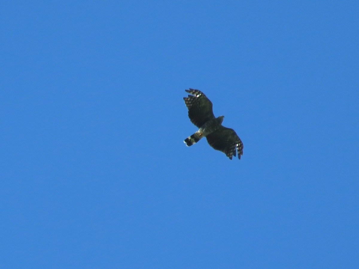 Hook-billed Kite - ML641637264