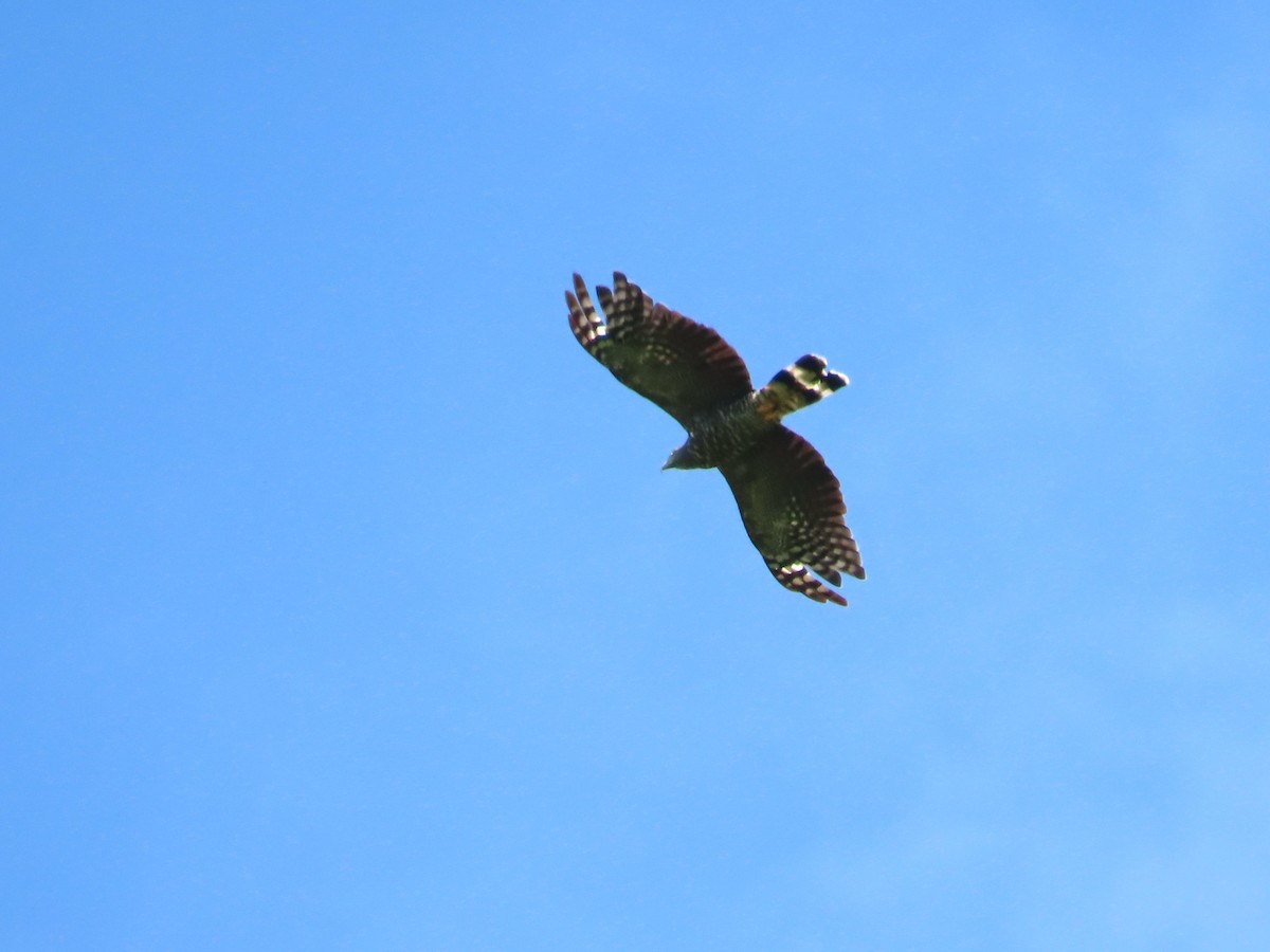 Hook-billed Kite - ML641637265
