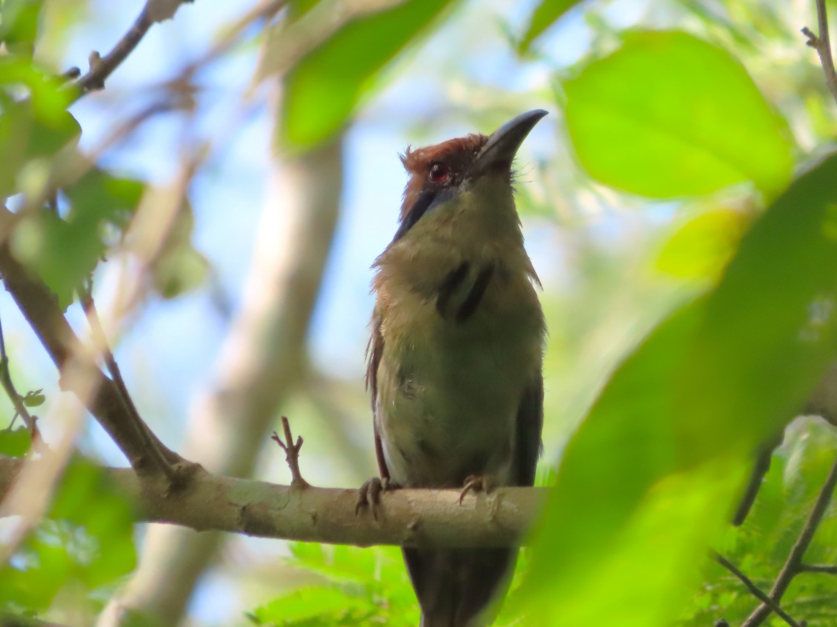 Russet-crowned Motmot - ML641637319