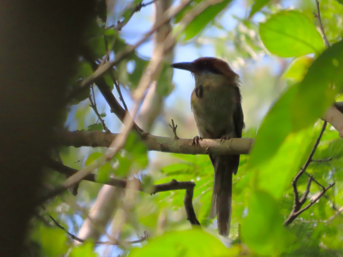 Russet-crowned Motmot - ML641637320