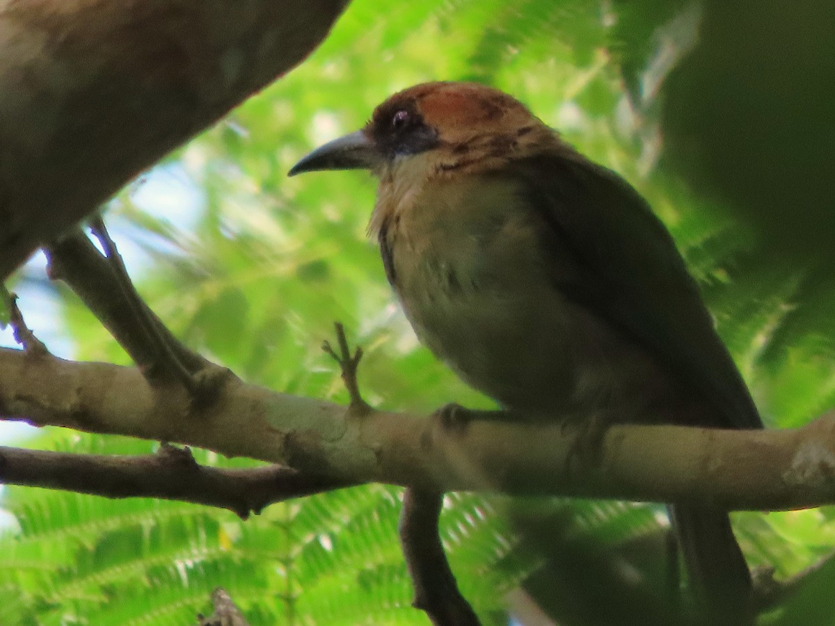 Russet-crowned Motmot - ML641637321