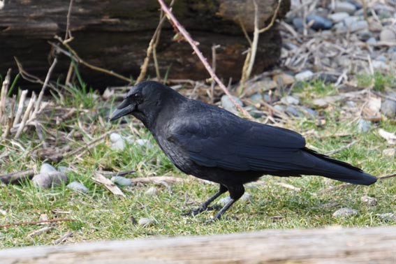 American Crow - ML641637326