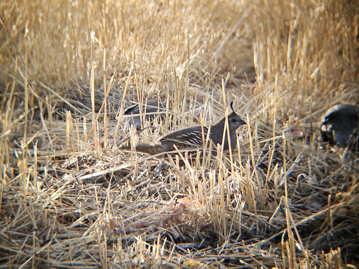 California Quail - ML641637349