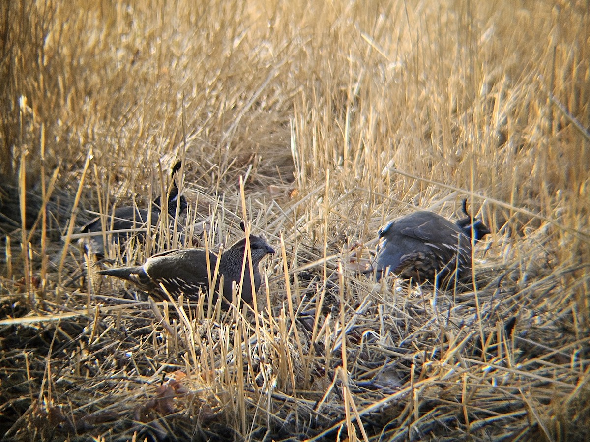 California Quail - ML641637350