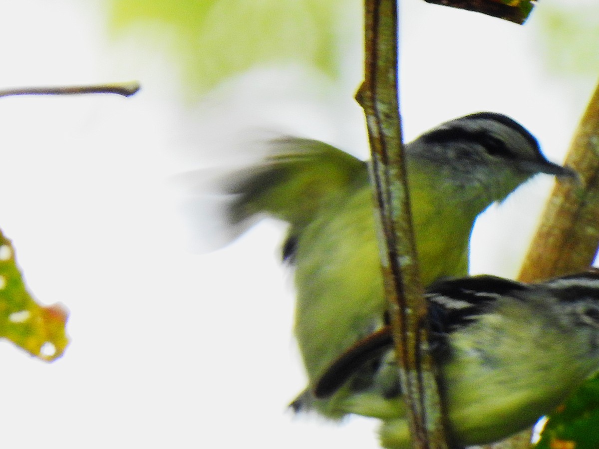 Rusty-winged Antwren - ML641637357