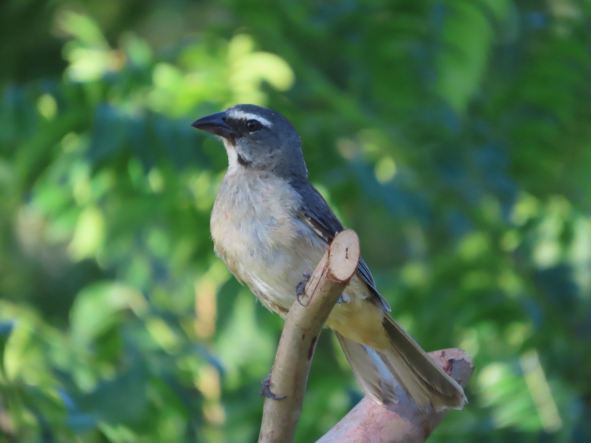Cinnamon-bellied Saltator - ML641637359