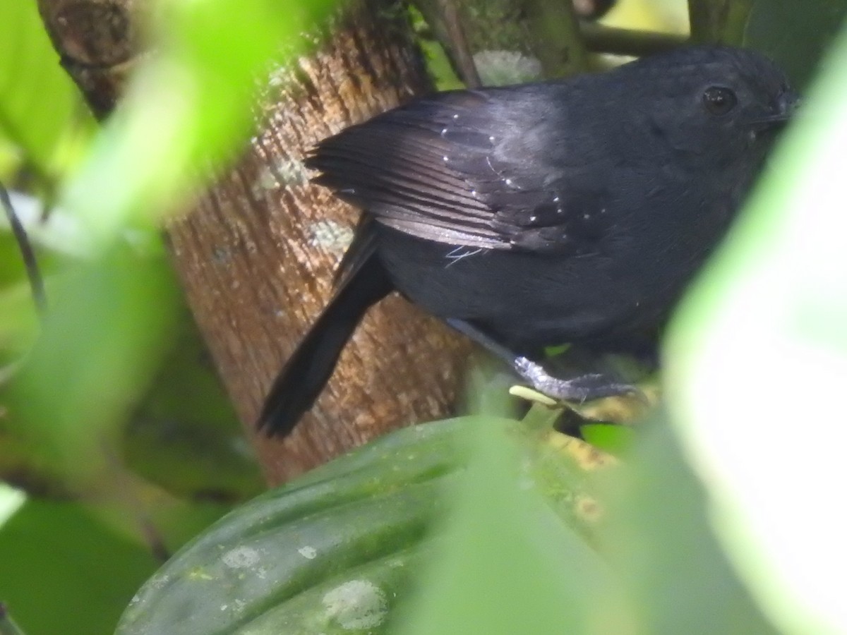 Spot-winged Antbird - ML641637374