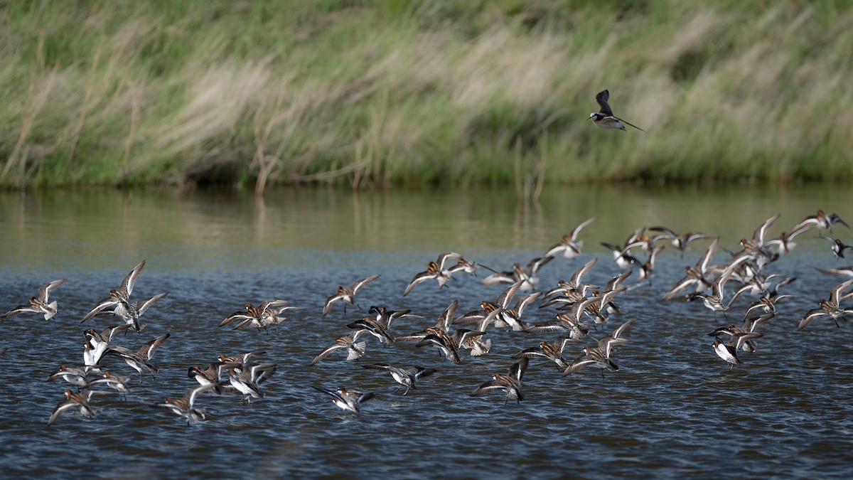 Phalarope à bec étroit - ML641637376