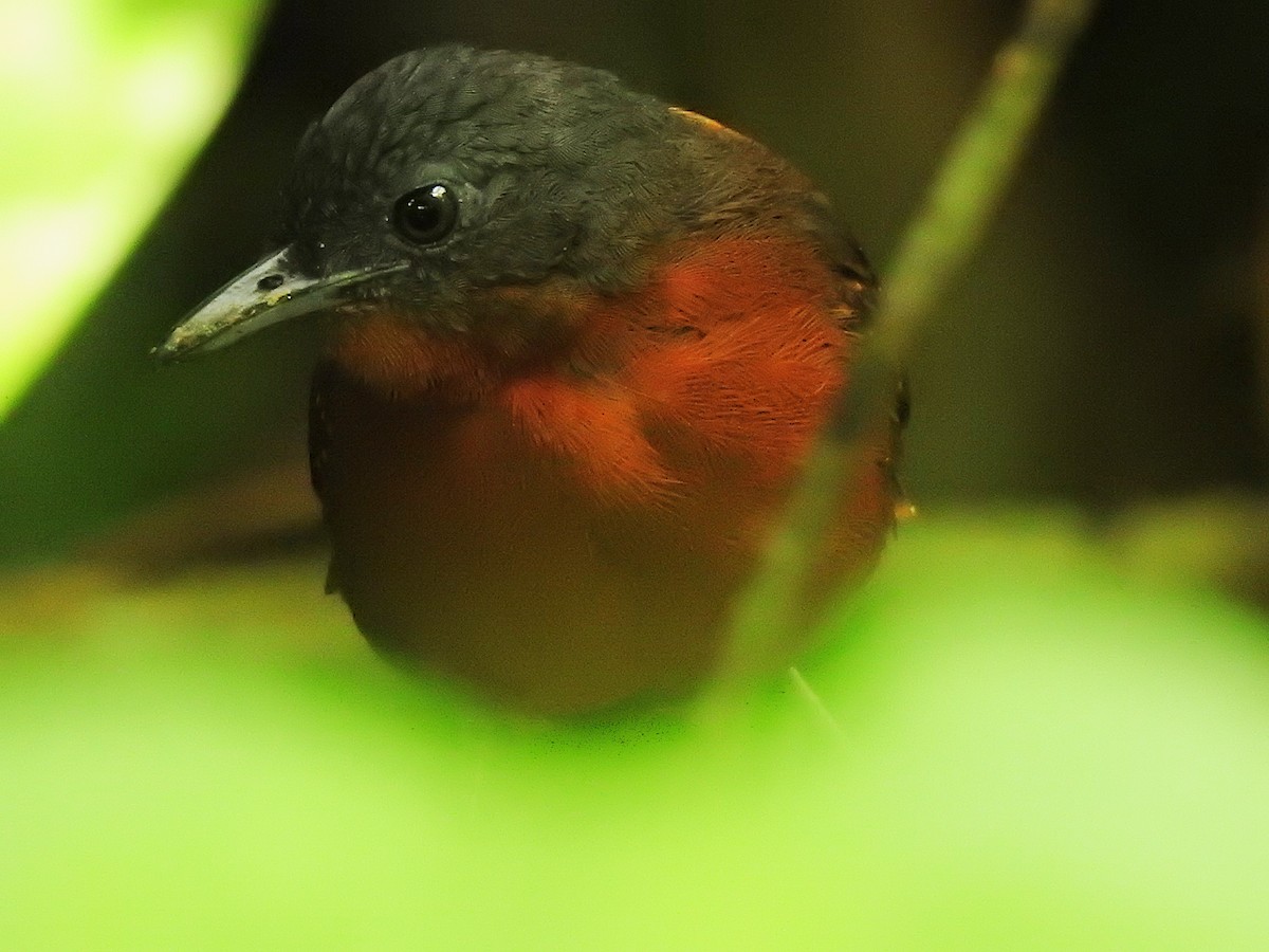 Spot-winged Antbird - ML641637385
