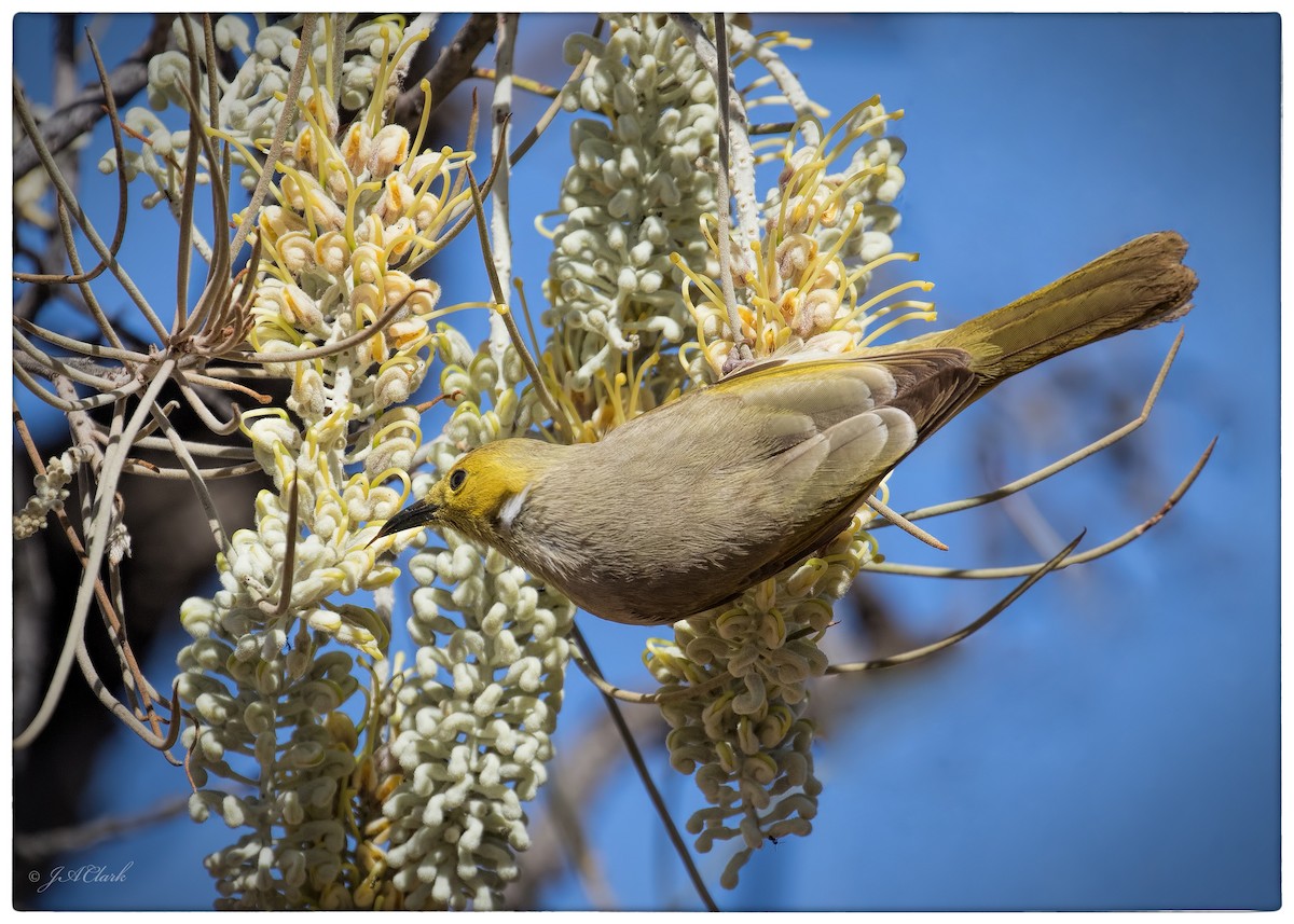 White-plumed Honeyeater - ML641637388