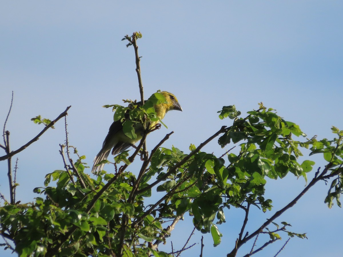 Yellow Grosbeak - ML641637403