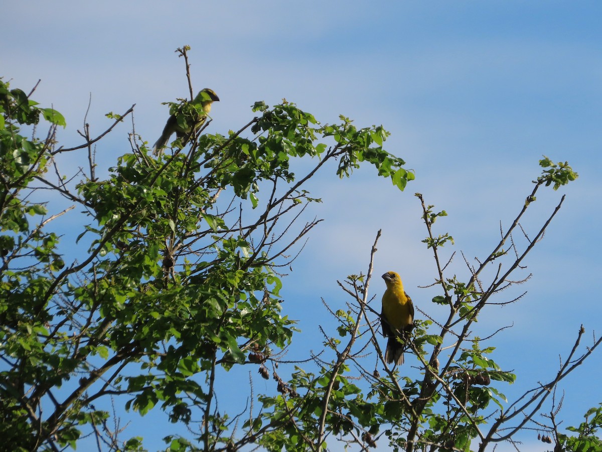 Yellow Grosbeak - ML641637404