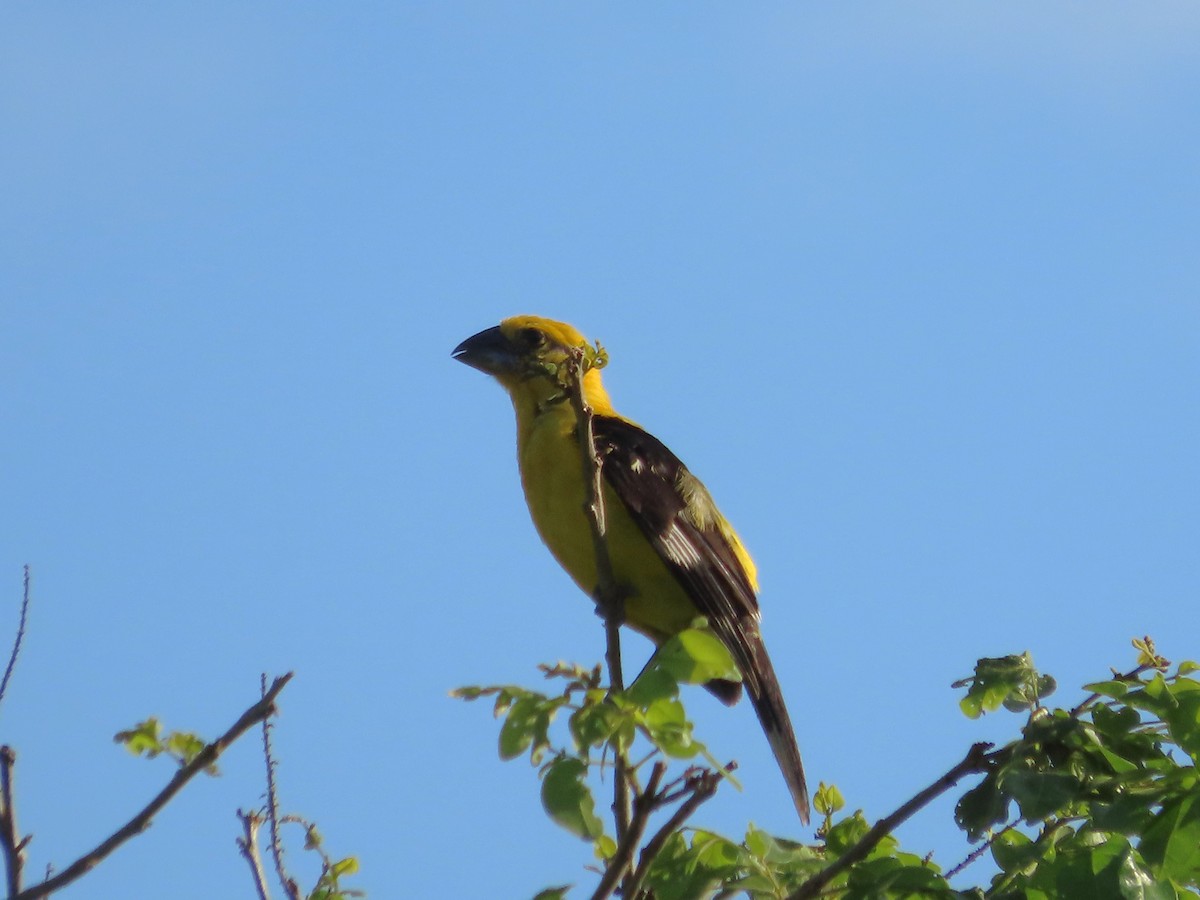 Yellow Grosbeak - ML641637405