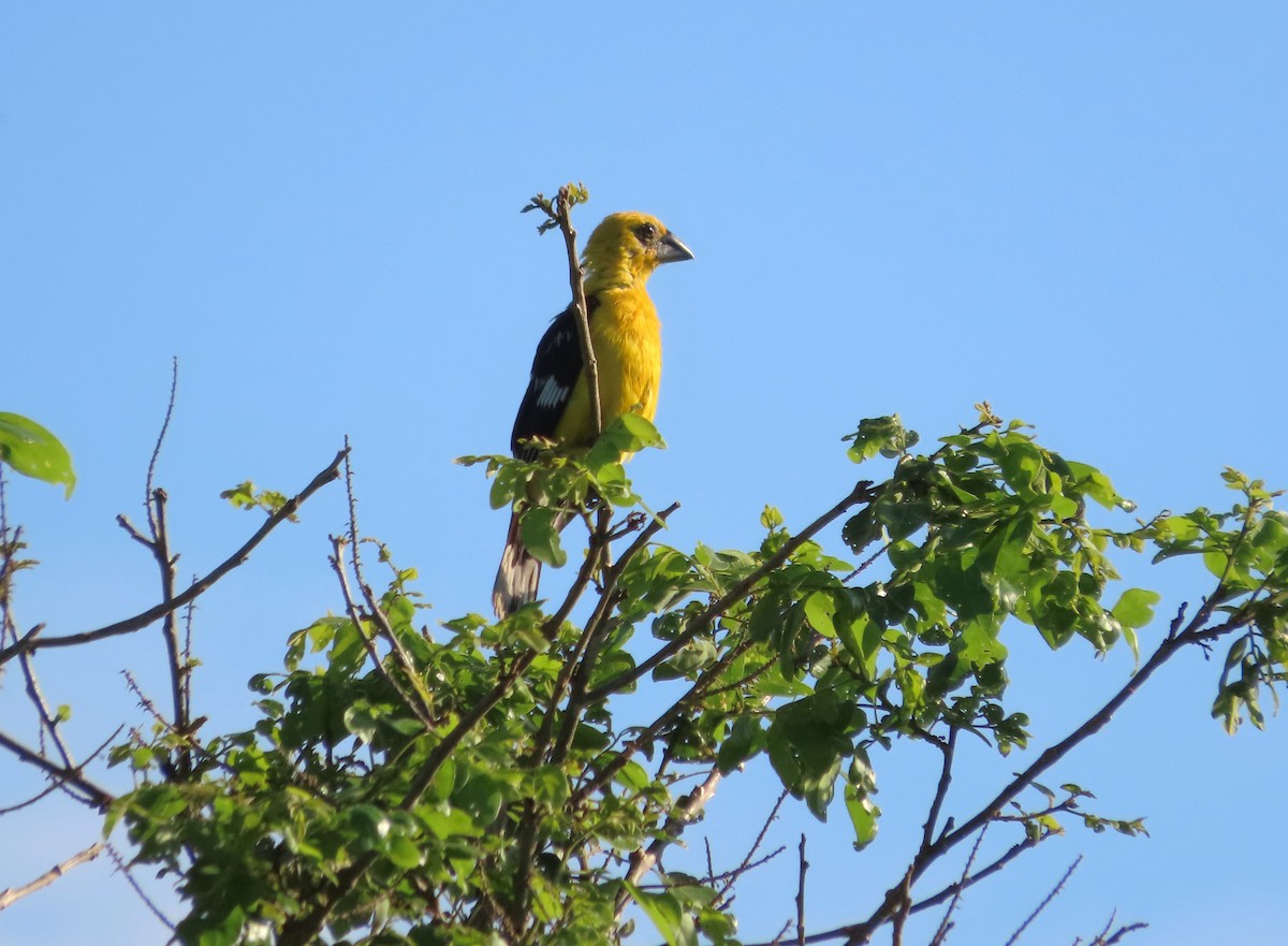 Yellow Grosbeak - ML641637406