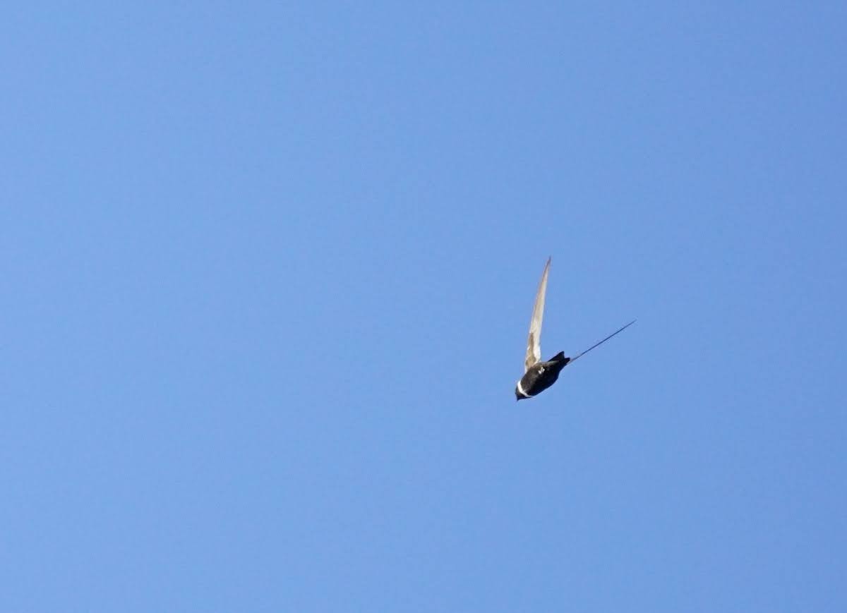 White-collared Swift - ML641637410
