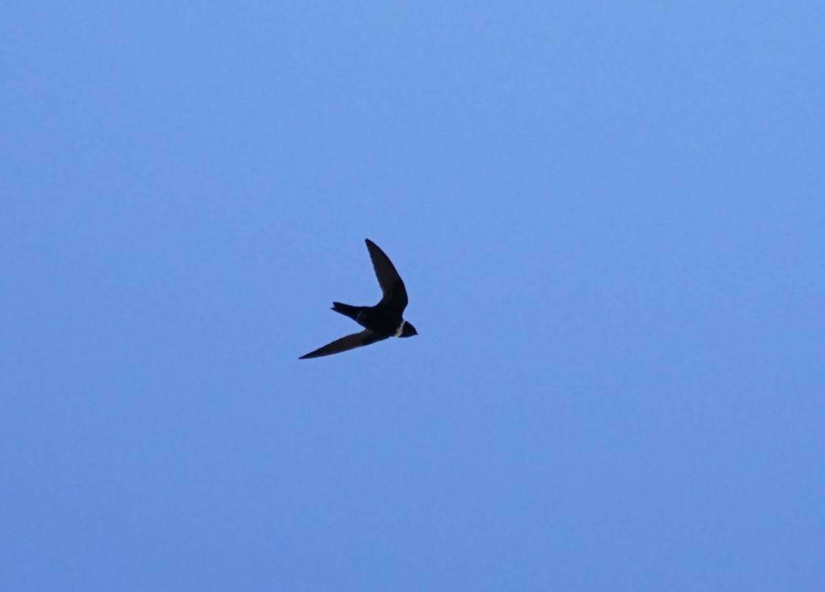 White-collared Swift - ML641637411