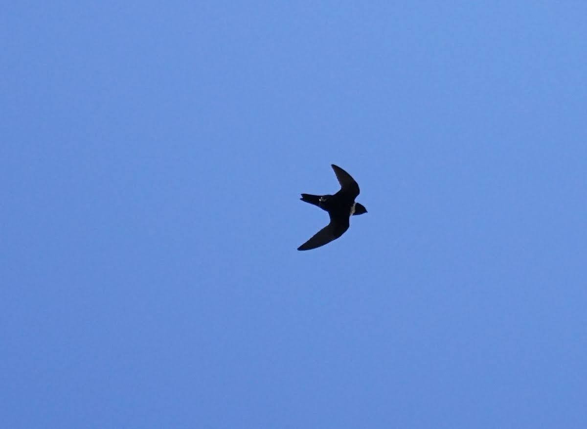 White-collared Swift - ML641637412