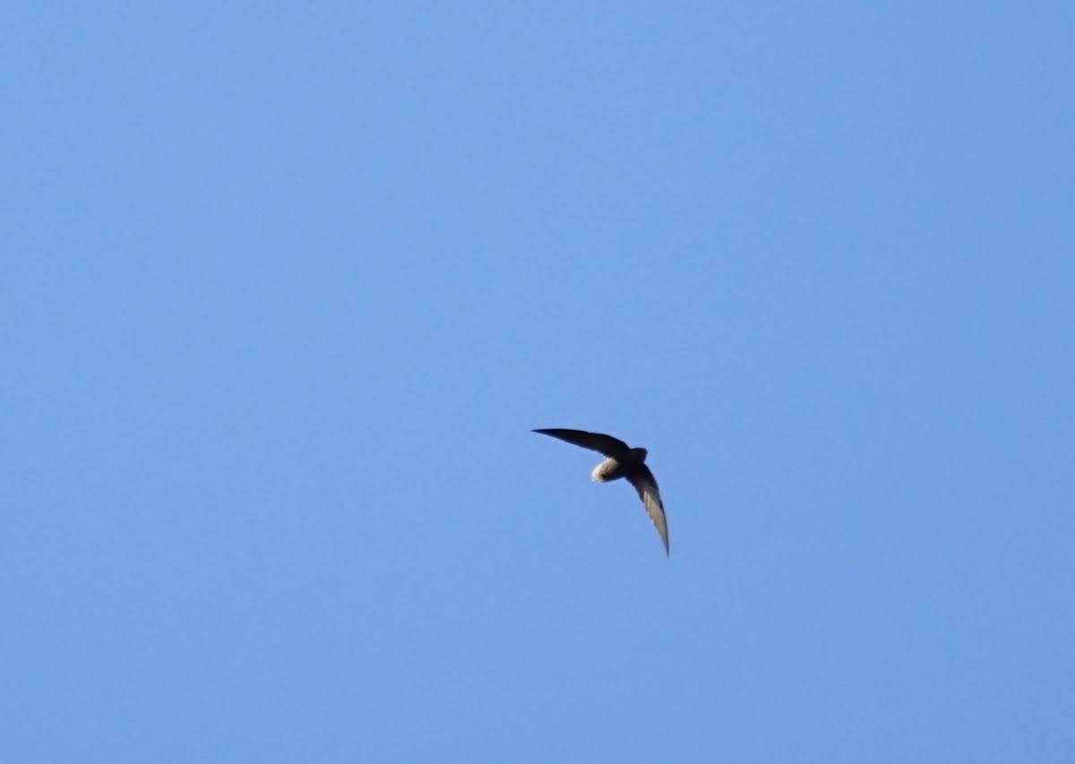 Short-tailed Swift - ML641637421