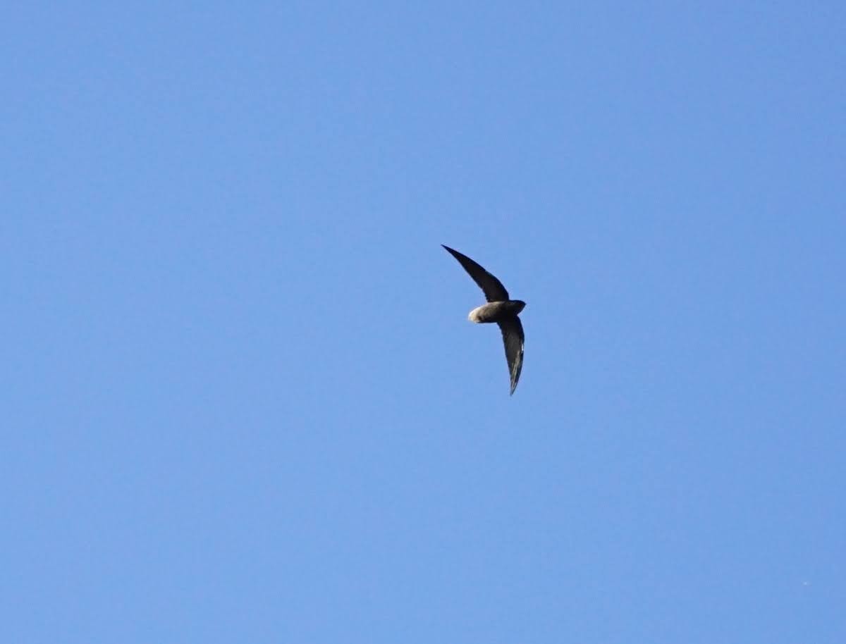 Short-tailed Swift - ML641637422