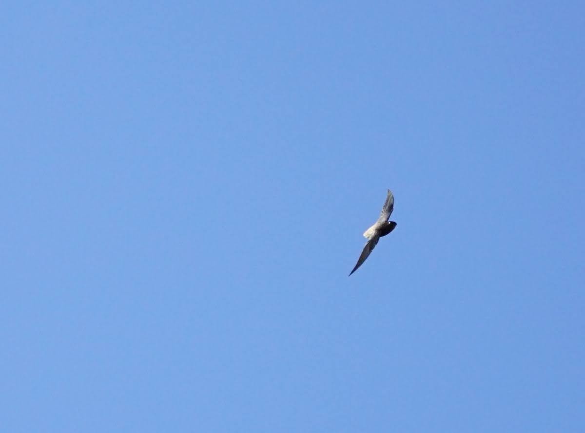 Short-tailed Swift - ML641637423