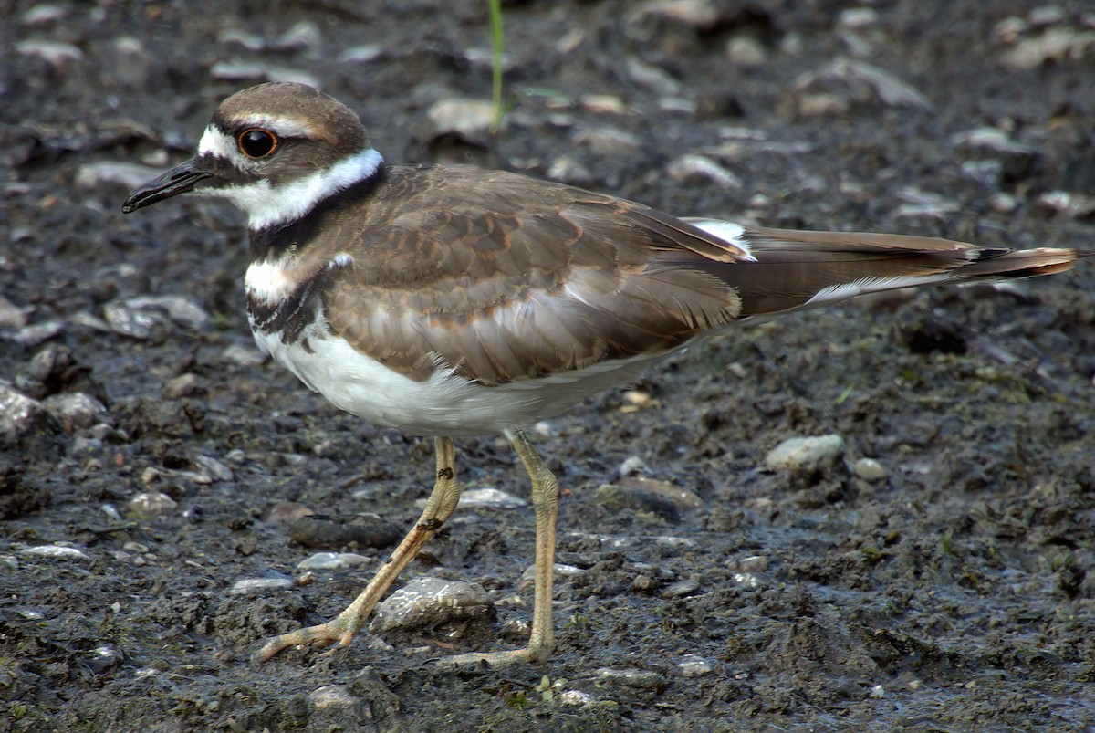 Killdeer - ML641637439