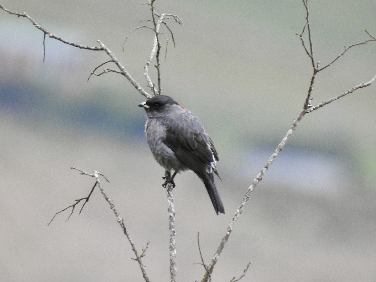 Red-crested Cotinga - ML641637442