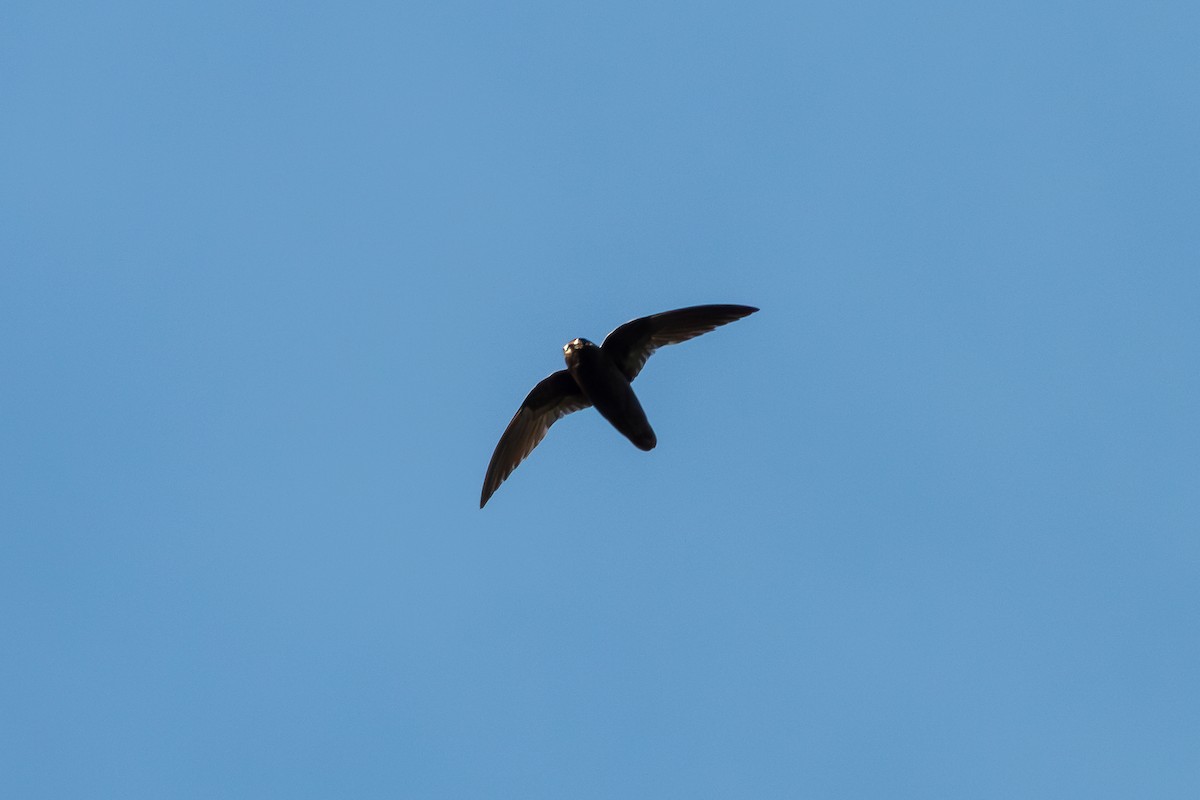 Spot-fronted Swift - ML641637468
