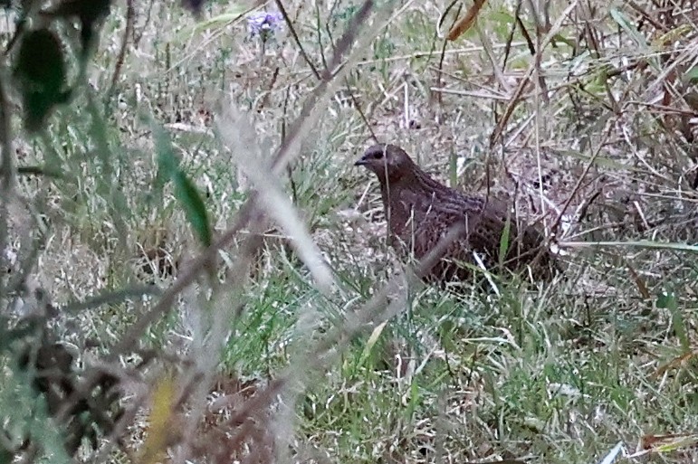 Brown Quail - ML641637476