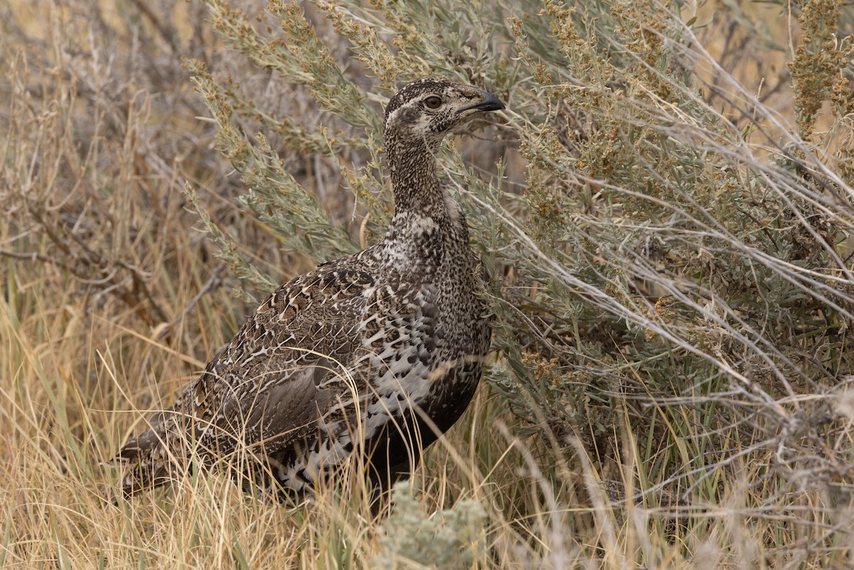 Greater Sage-Grouse - ML641637504