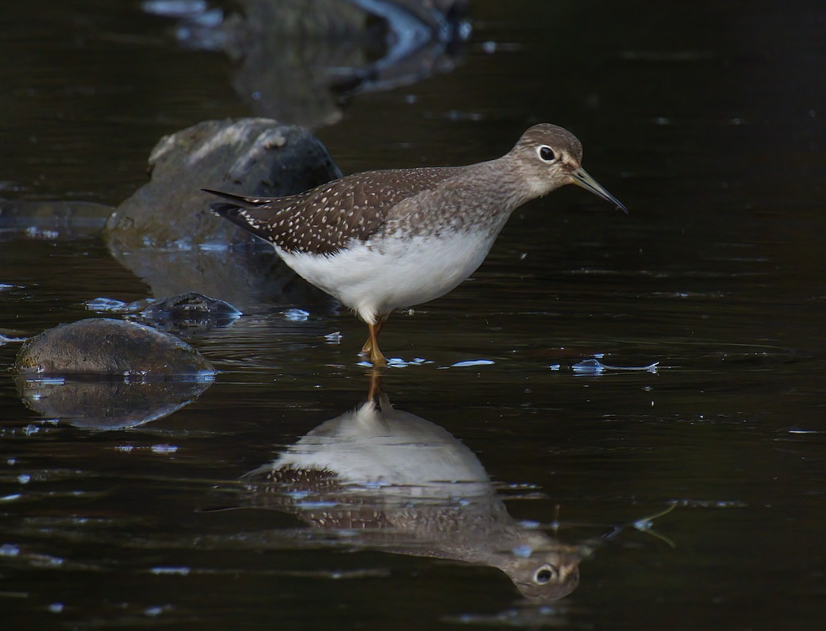 Solitary Sandpiper - ML641637520